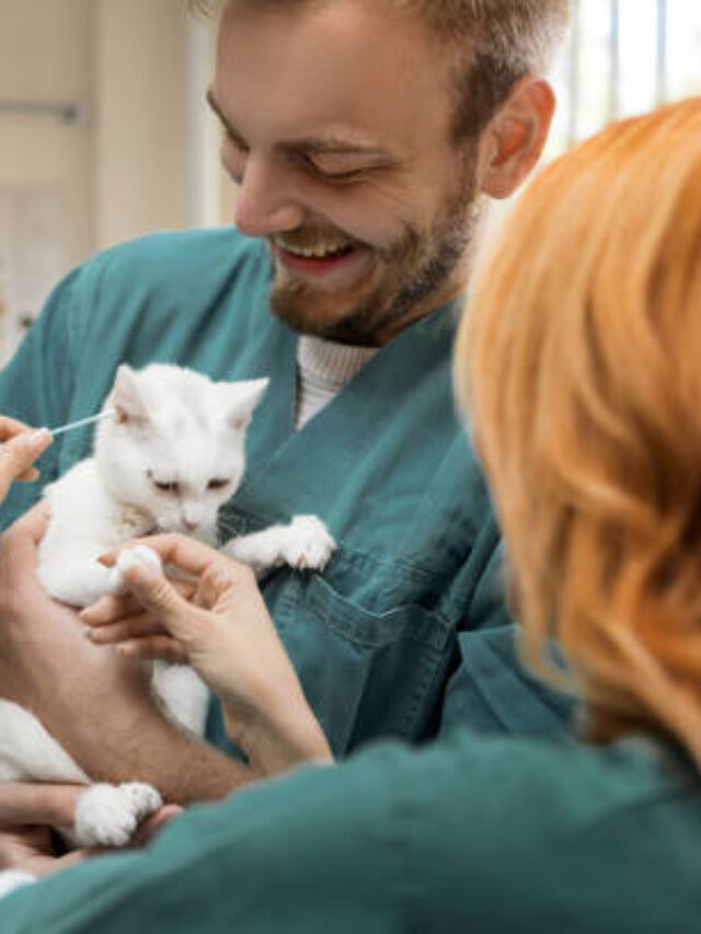How to get pet insurance in simple steps